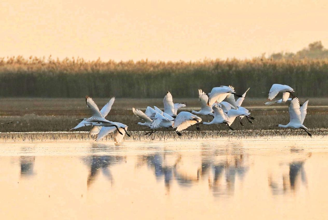 濕地秋韻 滄州南大港濕地的自然禮贊